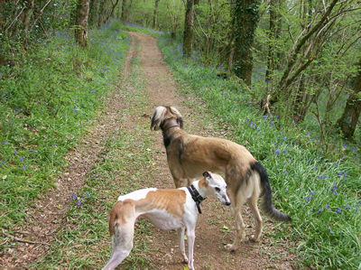 happy dogs