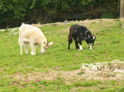 goats