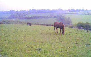 horse