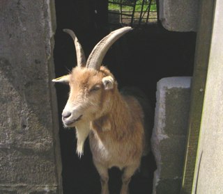 goat