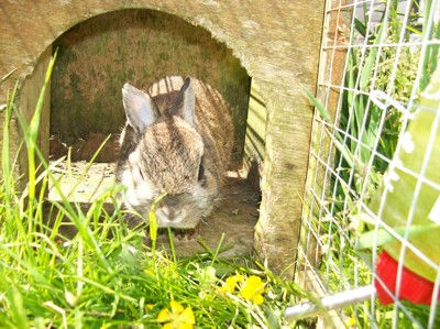 rabbit