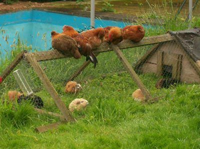 hens