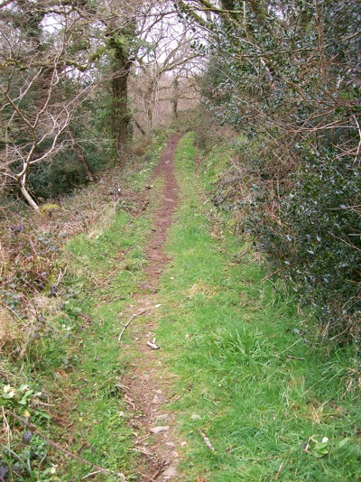woods