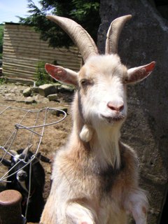 goat